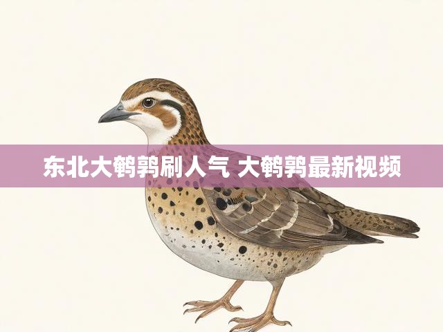 东北大鹌鹑刷人气 大鹌鹑最新视频