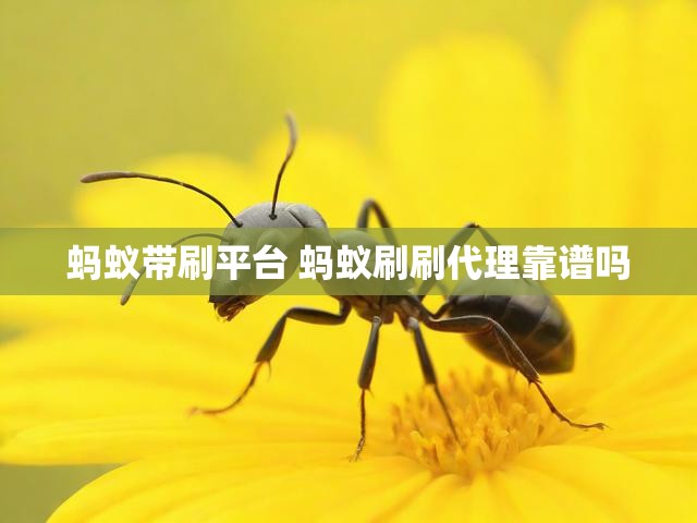 蚂蚁带刷平台 蚂蚁刷刷代理靠谱吗